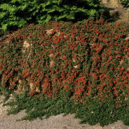Garden basics 6x Cotoneaster pr. 'Queen of Carpets' - ↕10-25cm - Ø9cm (46889)