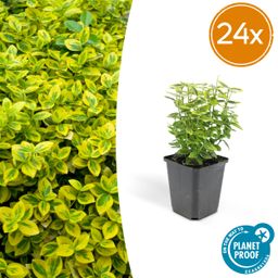 Garden basics 24x Euonymus fort. 'Emerald 'n Gold’ - ↕10-25cm - Ø9cm (50316)