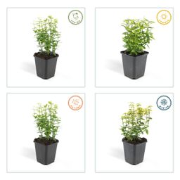 Garden basics 24x Euonymus fort. 'Emerald 'n Gold’ - ↕10-25cm - Ø9cm (50316)