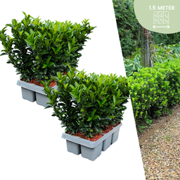 Plants by frank 12 Euonymus 'Green Spire' - 12 x Ø 7 cm - ↨ 15 cm (8721001422418)
