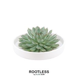 Rootless by aloe demi ROOTLESS Succulent Echeveria Pulidonis in schaal 'wit' Ø20 cm (8721001420117)