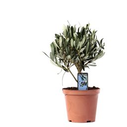 Olea Olijf Op Stam (33203)