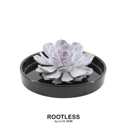 Rootless by aloe demi ROOTLESS Succulent Echeveria Lilacina in schaal 'zwart' Ø20 cm (8721001420209)