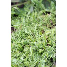 Garden basics 6x Leptinella squalida - ↕10-25cm - Ø9cm (47886)