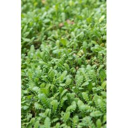 Garden basics 6x Leptinella squalida - ↕10-25cm - Ø9cm (47886)