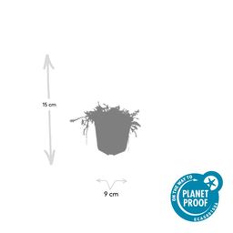 Garden basics 6x Leptinella squalida - ↕10-25cm - Ø9cm (47886)