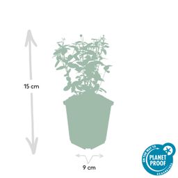 Garden basics 60x Euonymus fortunei radicans - ↕10-25cm - Ø9cm (47726)