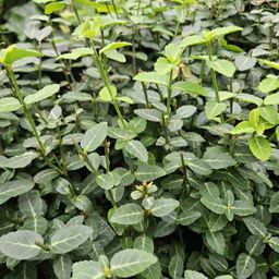 Garden basics 60x Euonymus fortunei radicans - ↕10-25cm - Ø9cm (47726)