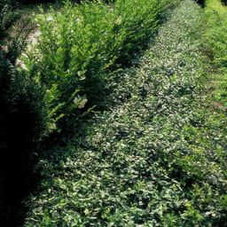 Garden basics 60x Euonymus fortunei radicans - ↕10-25cm - Ø9cm (47726)