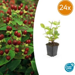 Garden basics 24x Hypericum inodorum 'Beauty' - ↕10-25cm - Ø9cm (50444)