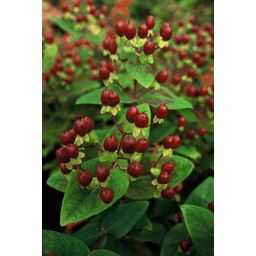 Garden basics 24x Hypericum inodorum 'Beauty' - ↕10-25cm - Ø9cm (50444)