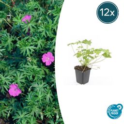 Garden basics 12x Geranium 'Tiny Monster' - ↕10-25cm - Ø9cm (47817)