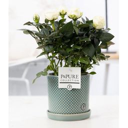 Rosa White In P&PURE Lauren Ceramics (53399)
