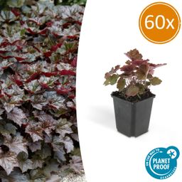 Garden basics 60x Heuchera mic. 'Palace Purple' - ↕10-25cm - Ø9cm (46938)