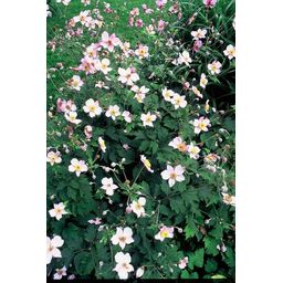 Garden basics 24x Anemone tom. 'Robustissima' - ↕10-25cm - Ø9cm (50366)
