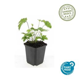Garden basics 24x Anemone tom. 'Robustissima' - ↕10-25cm - Ø9cm (50366)