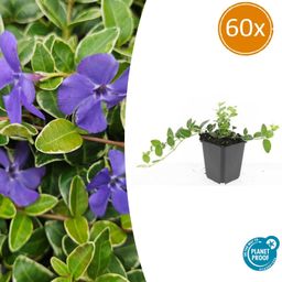 Garden basics 60x Vinca minor 'Ralph Shugert' - ↕10-25cm - Ø9cm (48049)