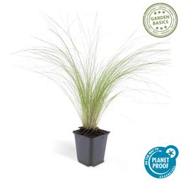 Garden basics 48x Stipa tenuissima 'Ponytails' - ↕10-25cm - Ø9cm (50345)
