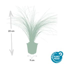 Garden basics 48x Stipa tenuissima 'Ponytails' - ↕10-25cm - Ø9cm (50345)