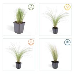 Garden basics 48x Stipa tenuissima 'Ponytails' - ↕10-25cm - Ø9cm (50345)