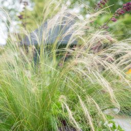 Garden basics 48x Stipa tenuissima 'Ponytails' - ↕10-25cm - Ø9cm (50345)