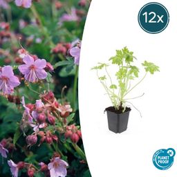 Garden basics 12x Geranium macrorrhizum - ↕10-25cm - Ø9cm (47798)