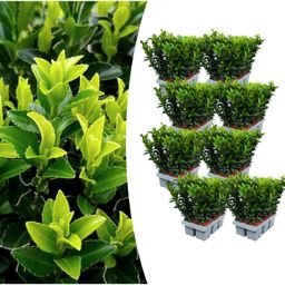 Premium basics 8 x 6 pack Euonymus 'Green Spire' - Ø 7 cm - ↨ 15 cm (48283)