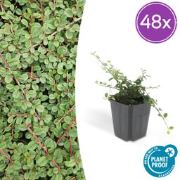 Garden basics 48x Cotoneaster pr. 'Queen of Carpets' - ↕10-25cm - Ø9cm (50290)