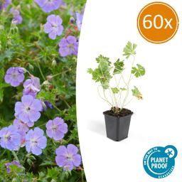 Garden basics 60x Geranium Rozanne - ↕10-25cm - Ø9cm (46923)