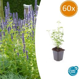 Garden basics 60x Agastache 'Black Adder' - ↕10-25cm - Ø9cm (47562)