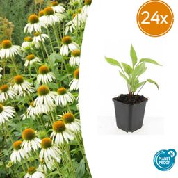 Garden basics 24x Echinacea p. 'White Swan' - ↕10-25cm - Ø9cm (50400)