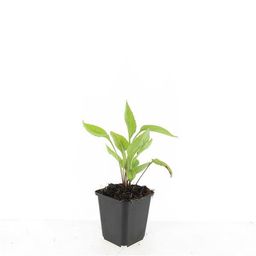Garden basics 24x Echinacea p. 'White Swan' - ↕10-25cm - Ø9cm (50400)