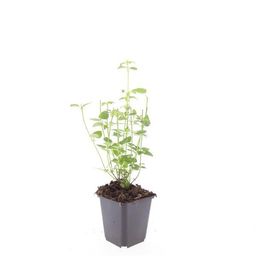 Garden basics 60x Agastache 'Black Adder' - ↕10-25cm - Ø9cm (47562)