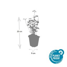Garden basics 60x Agastache 'Black Adder' - ↕10-25cm - Ø9cm (47562)