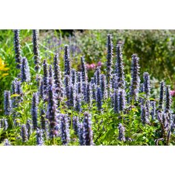Garden basics 60x Agastache 'Black Adder' - ↕10-25cm - Ø9cm (47562)