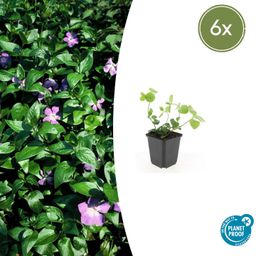 Garden basics 6x Vinca major - ↕10-25cm - Ø9cm (47940)