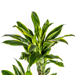 Dracaena Fragrans Golden Coast met mand Ø24cm - ↕130 (48770)