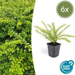 Garden basics 6x Lonicera nit. 'Maigrün' - ↕10-25cm - Ø9cm (46949)