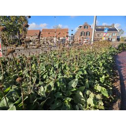 Garden basics 24x Phlomis russeliana - ↕10-25cm - Ø9cm (50523)