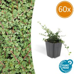 Garden basics 60x Cotoneaster pr. 'Queen of Carpets' - ↕10-25cm - Ø9cm (46893)
