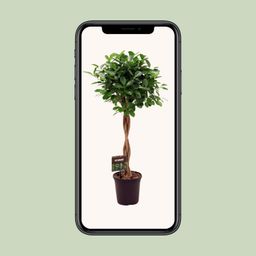 Ficus Micr. Moclame (11915)