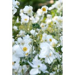 Garden basics 6x Anemone hyb. 'Honorine Jobert' - ↕10-25cm - Ø9cm (47579)