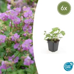 Garden basics 6x Geranium cant. 'Cambridge' - ↕10-25cm - Ø9cm (47772)
