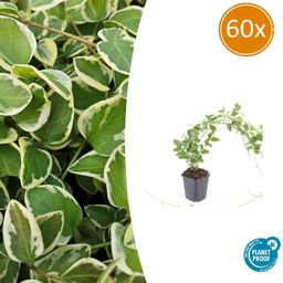 Garden basics 60x Vinca major 'Variegata' - ↕10-25cm - Ø9cm (48019)