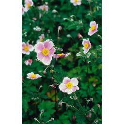 Garden basics 6x Anemone tom. 'Robustissima' - ↕10-25cm - Ø9cm (47584)