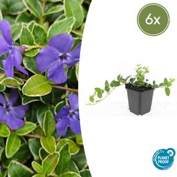 Garden basics 6x Vinca minor 'Ralph Shugert' - ↕10-25cm - Ø9cm (48045)