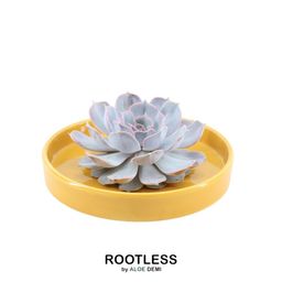 Rootless by aloe demi ROOTLESS Succulent Echeveria Lilacina in schaal 'geel' Ø20 cm (8721001420216)