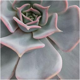 Rootless by aloe demi ROOTLESS Succulent Echeveria Lilacina in schaal 'geel' Ø20 cm (8721001420216)