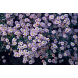 Garden basics 6x Aster ageratoides 'Stardust' - ↕10-25cm - Ø9cm (47610)