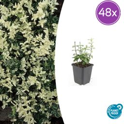Garden basics 48x Euonymus fort. 'Harlequin' - ↕10-25cm - Ø9cm (50407)